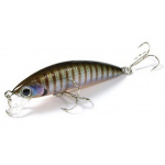 Humpback Minnow