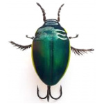 Water Beetle