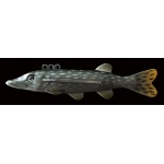 Izumi Water Fly Pike 2