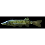 Izumi Water Fly Pike J 3