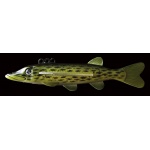 Izumi Water Fly Pike 3