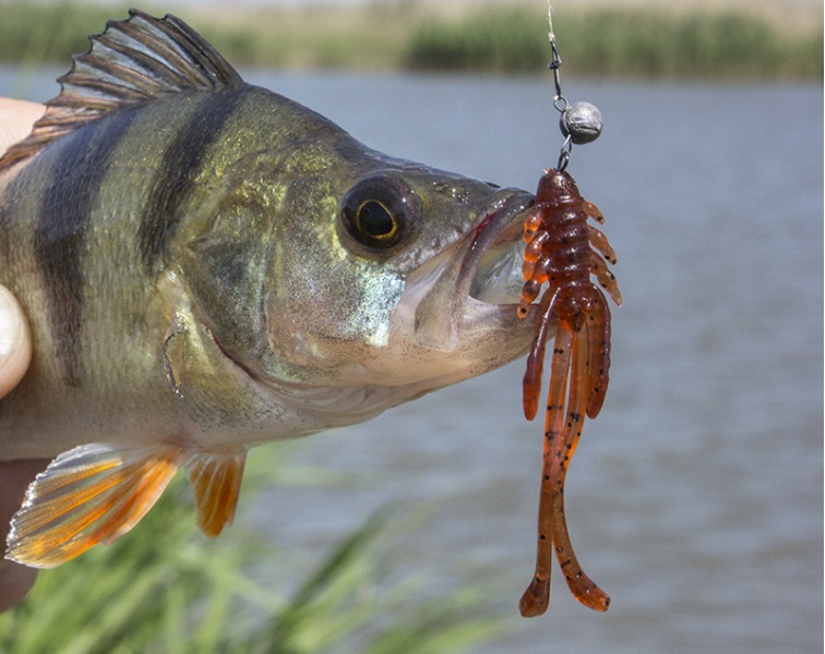 5 wt fly reel Big Sky 5WT Its large Price_$10 - $20 Could you damage a Size:XL 3/4oz